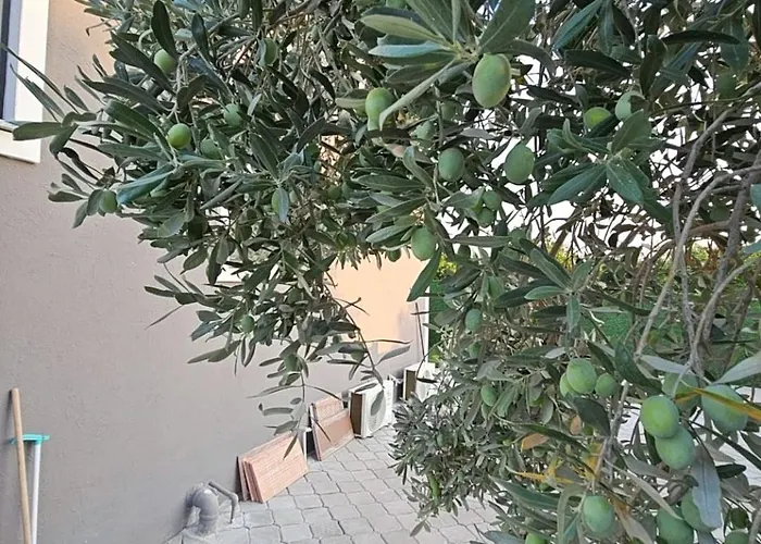 Royal Garden فيلة *